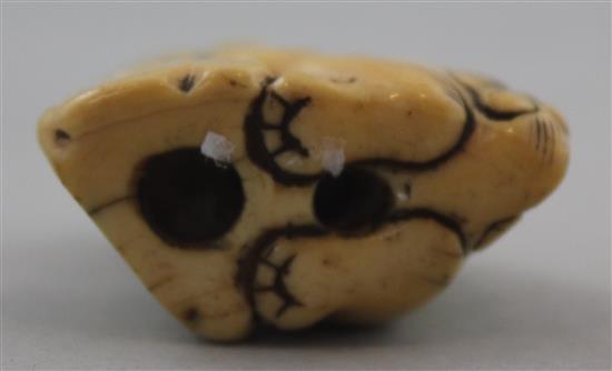 A Japanese ivory netsuke of a shi-shi, Edo period, 3.6cm